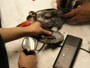 Mesura de pressió sanguínia en lloro gris de cua vermella (Psittacus e. erithacus) sota anestèsia Medición de presión sanguínea en un yaco (Psittacus e. erithacus)
