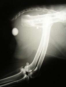 Radiografía urolitiasis uretral conill