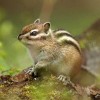 Esquirol llistat siberià (Eutamias sibiricus) / Ardilla listada siberiana (Eutamias sibiricus)